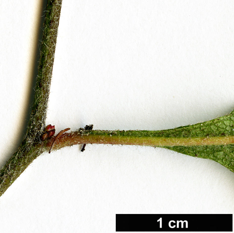 High resolution image: Family: Rosaceae - Genus: Crataegus - Taxon: mollis - SpeciesSub: var. viburnifolia